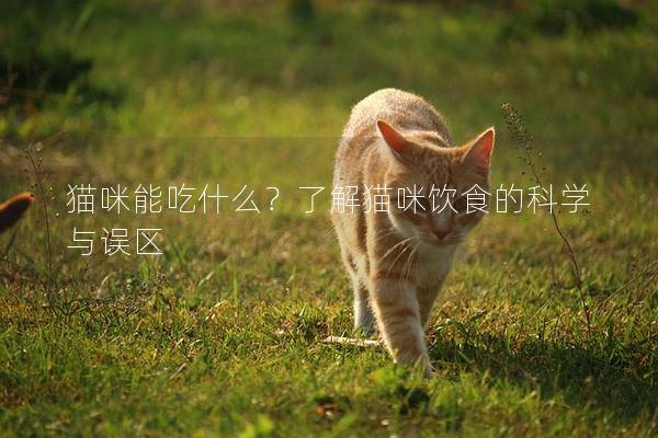 貓咪能吃什么？了解貓咪飲食的科學(xué)與誤區(qū)