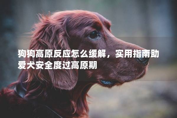 狗狗高原反應怎么緩解，實用指南助愛犬安全度過高原期