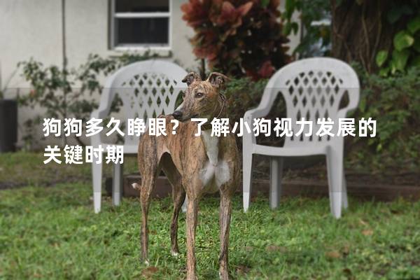 狗狗多久睜眼？了解小狗視力發展的關鍵時期