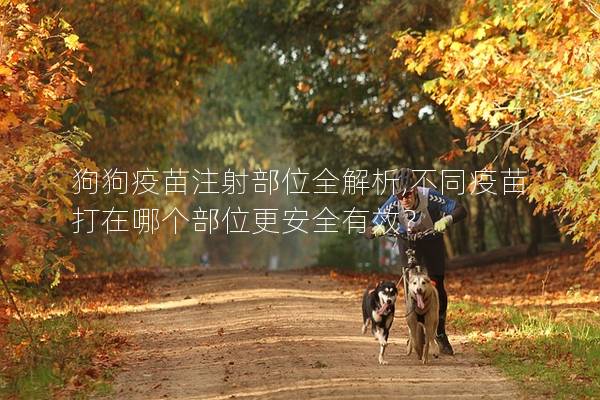 狗狗疫苗注射部位全解析,不同疫苗打在哪個部位更安全有效?