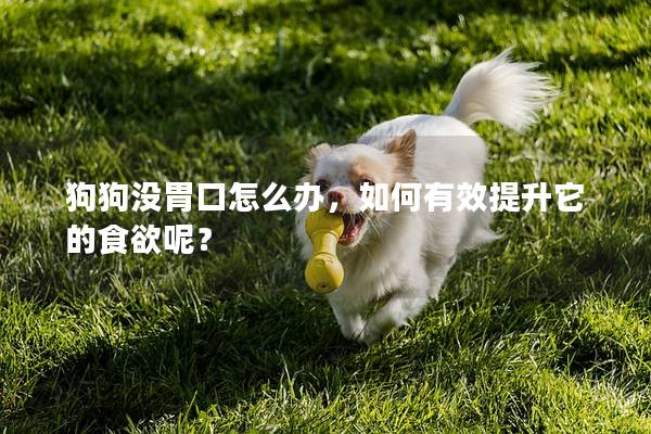 狗狗沒胃口怎么辦，如何有效提升它的食欲呢？