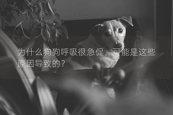 為什么狗狗呼吸很急促，可能是這些原因?qū)е碌模?></em><p>為什么狗狗呼吸很急促，可能是這些原因?qū)е碌模?/p><span>2025-02-08</span></a></li> 
                                            </ul>
                                        </div>

                                        <div   id=