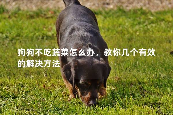 狗狗不吃蔬菜怎么辦，教你幾個(gè)有效的解決方法