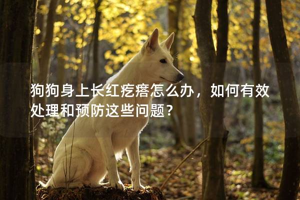 狗狗身上長紅疙瘩怎么辦，如何有效處理和預防這些問題？