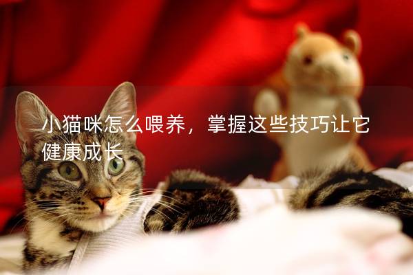 小貓咪怎么喂養，掌握這些技巧讓它健康成長