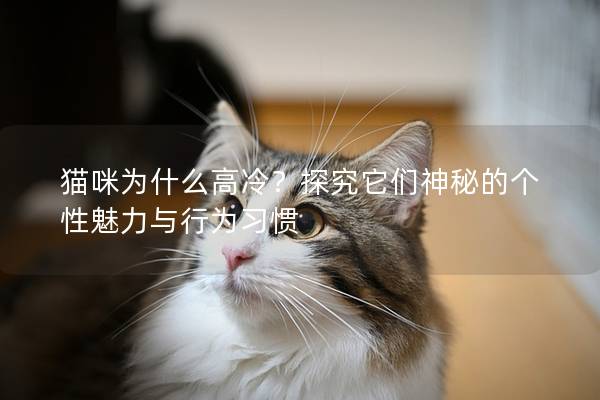 貓咪為什么高冷？探究它們神秘的個性魅力與行為習慣