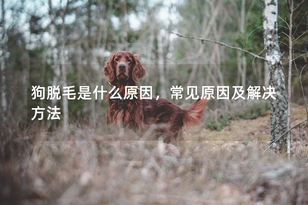 狗脫毛是什么原因，常見原因及解決方法