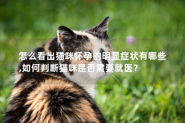 怎么看出貓咪懷孕的明顯癥狀有哪些,如何判斷貓咪是否需要就醫？