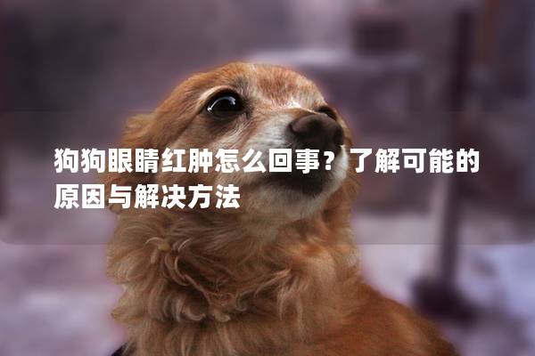 狗狗眼睛紅腫怎么回事？了解可能的原因與解決方法
