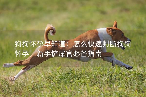 狗狗懷孕早知道：怎么快速判斷狗狗懷孕，新手鏟屎官必備指南