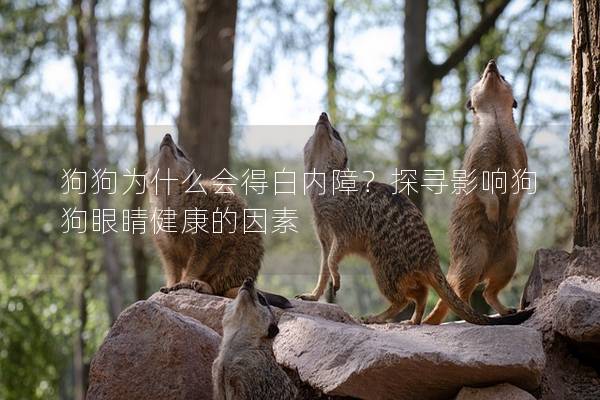 狗狗為什么會得白內障？探尋影響狗狗眼睛健康的因素