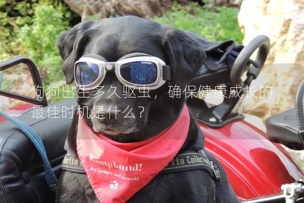 狗狗出生多久驅(qū)蟲,確保健康成長的最佳時(shí)機(jī)是什么? 狗狗出生多久驅(qū)蟲,確保健康成長的最佳時(shí)機(jī)是什么?