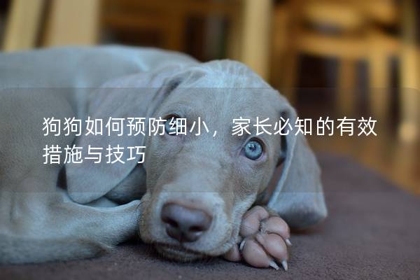 狗狗如何預防細小，家長必知的有效措施與技巧