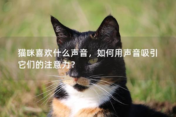 貓咪喜歡什么聲音，如何用聲音吸引它們的注意力？