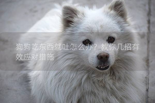 狗狗吃東西就吐怎么辦？教你幾招有效應對措施