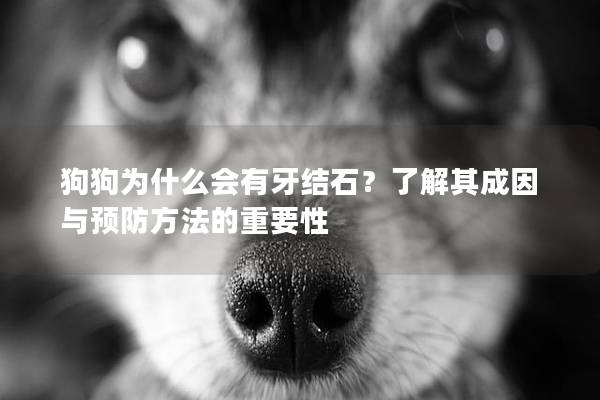 狗狗為什么會有牙結石？了解其成因與預防方法的重要性