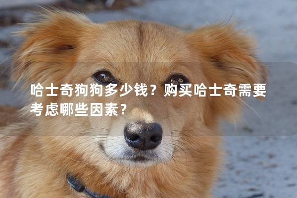 哈士奇狗狗多少錢？購買哈士奇需要考慮哪些因素？