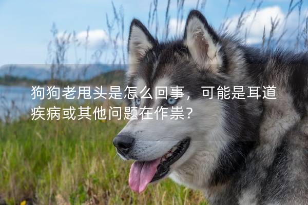 狗狗老甩頭是怎么回事，可能是耳道疾病或其他問題在作祟？