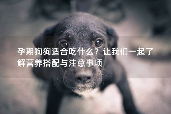 孕期狗狗適合吃什么？讓我們一起了解營養搭配與注意事項
