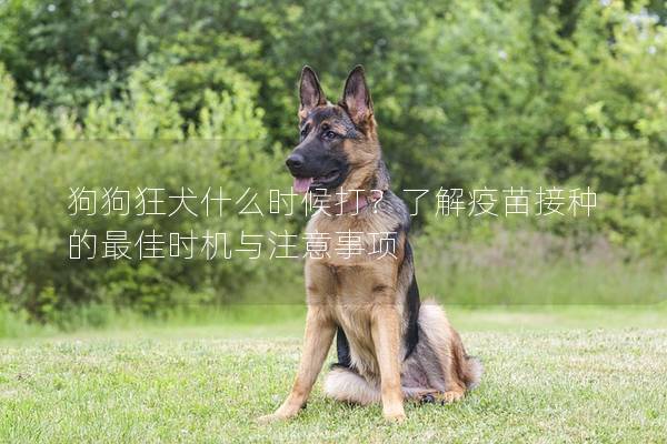 狗狗狂犬什么時候打?了解疫苗接種的最佳時機與注意事項 狗狗狂犬什么時候打?了解疫苗接種的最佳時機與注意事項