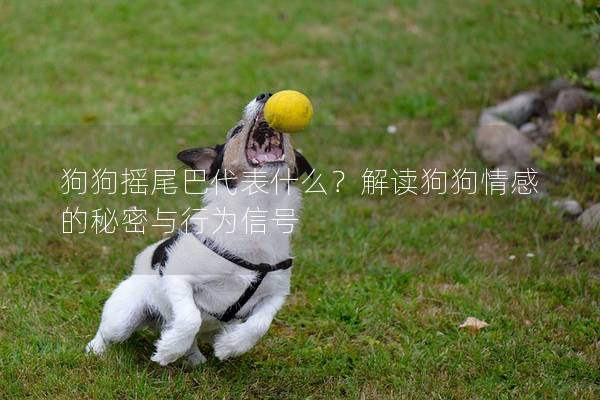 狗狗搖尾巴代表什么？解讀狗狗情感的秘密與行為信號