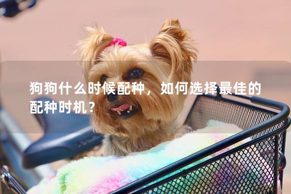 狗狗什么時(shí)候配種，如何選擇最佳的配種時(shí)機(jī)？