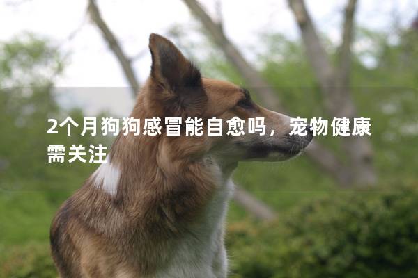 2個月狗狗感冒能自愈嗎，寵物健康需關注
