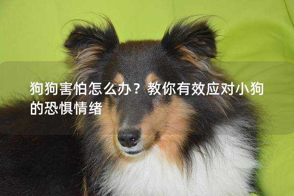 狗狗害怕怎么辦？教你有效應對小狗的恐懼情緒