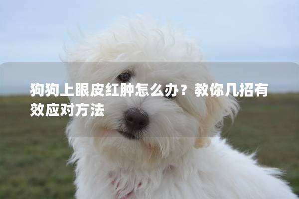 狗狗上眼皮紅腫怎么辦？教你幾招有效應(yīng)對方法