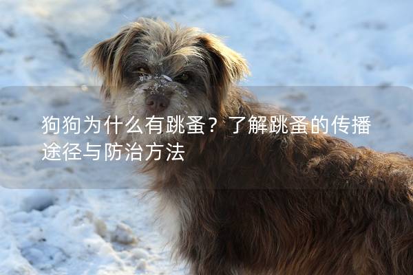 狗狗為什么有跳蚤?了解跳蚤的傳播途徑與防治方法 狗狗為什么有跳蚤?了解跳蚤的傳播途徑與防治方法