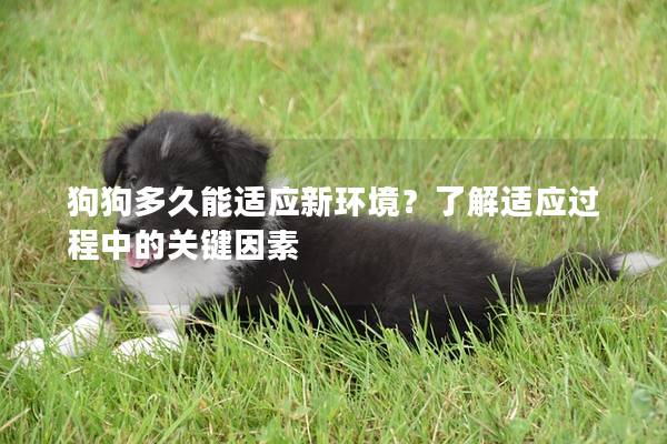 狗狗多久能適應新環境?了解適應過程中的關鍵因素 狗狗多久能適應新環境?了解適應過程中的關鍵因素