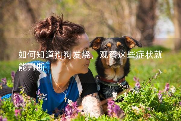 如何知道狗狗發燒，觀察這些癥狀就能判斷
