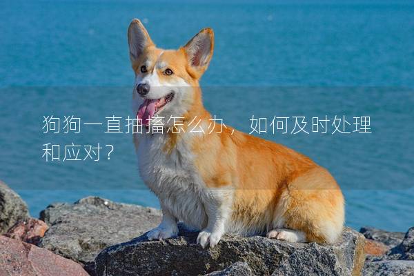 狗狗一直抽搐怎么辦，如何及時處理和應對？