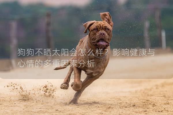 狗狗不曬太陽會怎么樣？影響健康與心情的多重因素分析