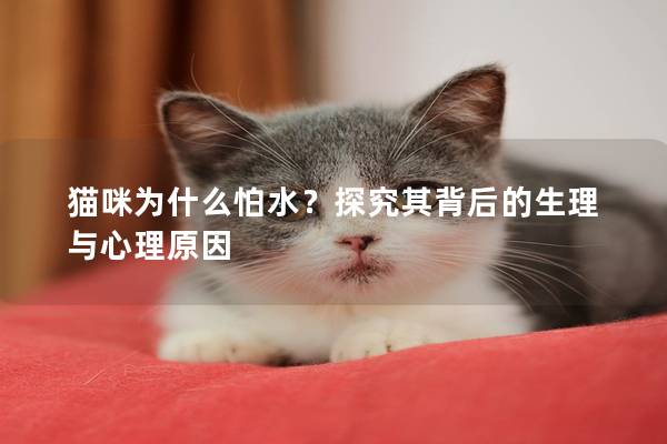貓咪為什么怕水？探究其背后的生理與心理原因