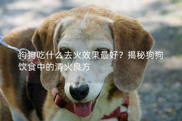 狗狗吃什么去火效果最好?揭秘狗狗飲食中的清火良方 狗狗吃什么去火效果最好?揭秘狗狗飲食中的清火良方