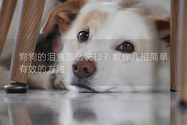 狗狗的淚痕怎么洗掉？教你幾招簡單有效的方法