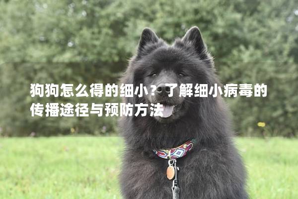 狗狗怎么得的細小？了解細小病毒的傳播途徑與預防方法