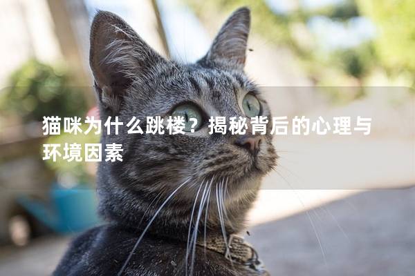 貓咪為什么跳樓？揭秘背后的心理與環境因素