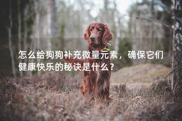 怎么給狗狗補(bǔ)充微量元素，確保它們健康快樂的秘訣是什么？