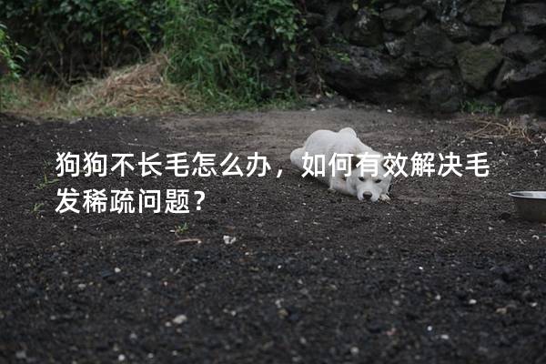狗狗不長毛怎么辦，如何有效解決毛發稀疏問題？