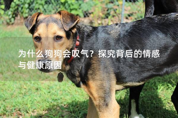 為什么狗狗會(huì)嘆氣？探究背后的情感與健康原因