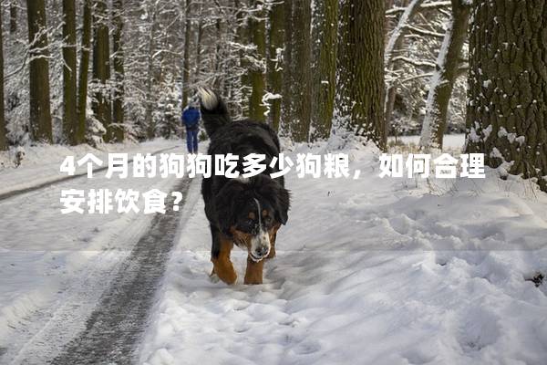 4個月的狗狗吃多少狗糧，如何合理安排飲食？