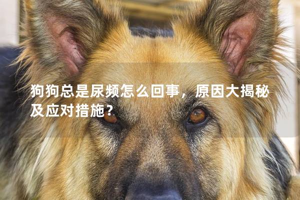 狗狗總是尿頻怎么回事，原因大揭秘及應對措施？