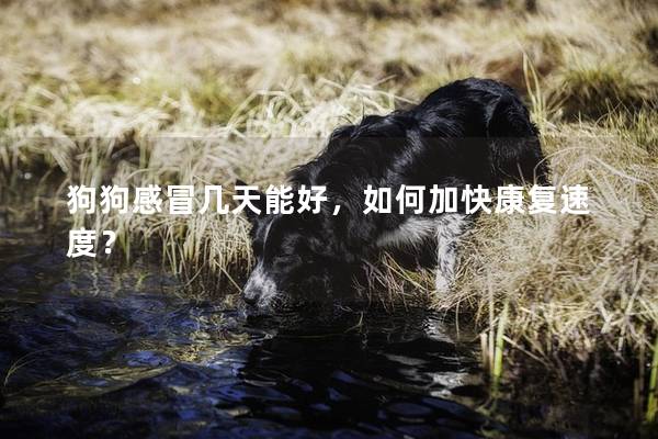 狗狗感冒幾天能好，如何加快康復速度？