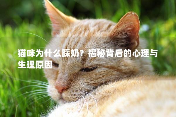 貓咪為什么踩奶？揭秘背后的心理與生理原因