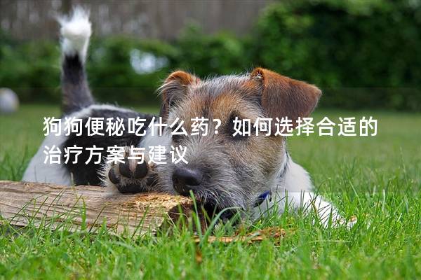 狗狗便秘吃什么藥？如何選擇合適的治療方案與建議