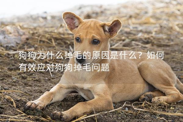 狗狗為什么掉毛的原因是什么？如何有效應(yīng)對狗狗掉毛問題
