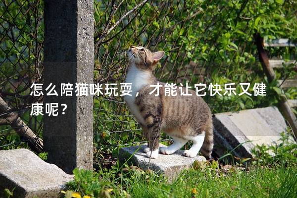 怎么陪貓咪玩耍，才能讓它快樂又健康呢？