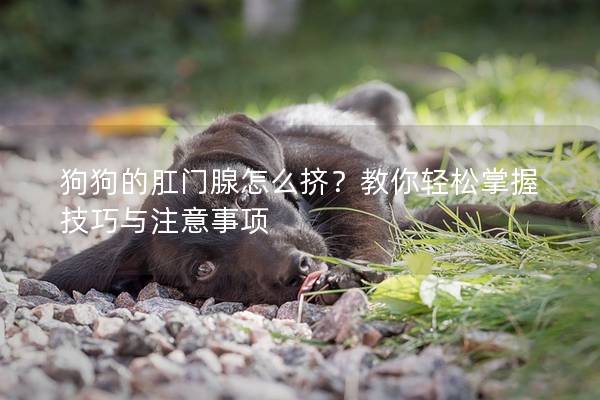 狗狗的肛門腺怎么擠？教你輕松掌握技巧與注意事項(xiàng)